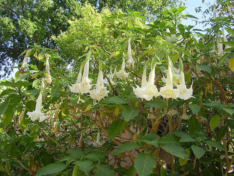 File:PikiWiki Israel 15291 Datura.JPG