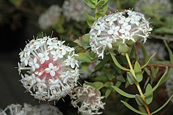 Pimelea avonensis.jpg