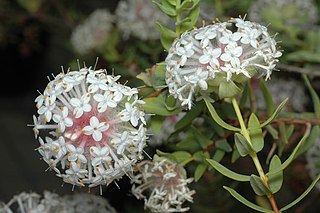 <i>Pimelea avonensis</i> Species of shrub