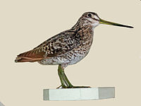 Snipe, Pin-tailed Gallinago stenura