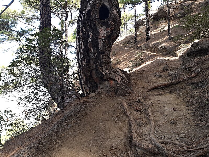 File:Pine tree trunk along trail to Pico Bejenado, La Palma.jpg