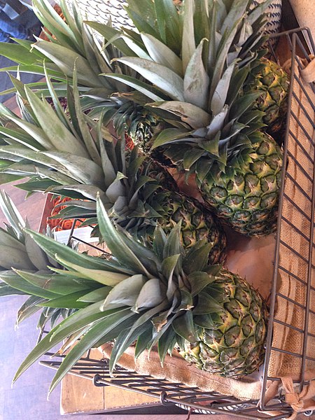 File:Pineapple 1 2013-10-18.jpg