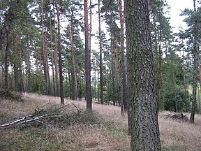 Forest in Brandenburg,Germany