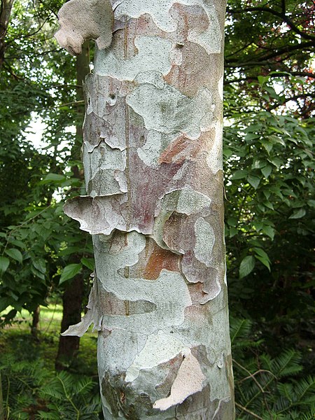 File:PinusBungeana Bark.jpg