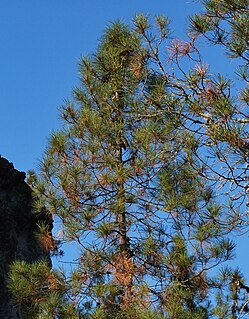 Knobcone pine Pine tree found in North America