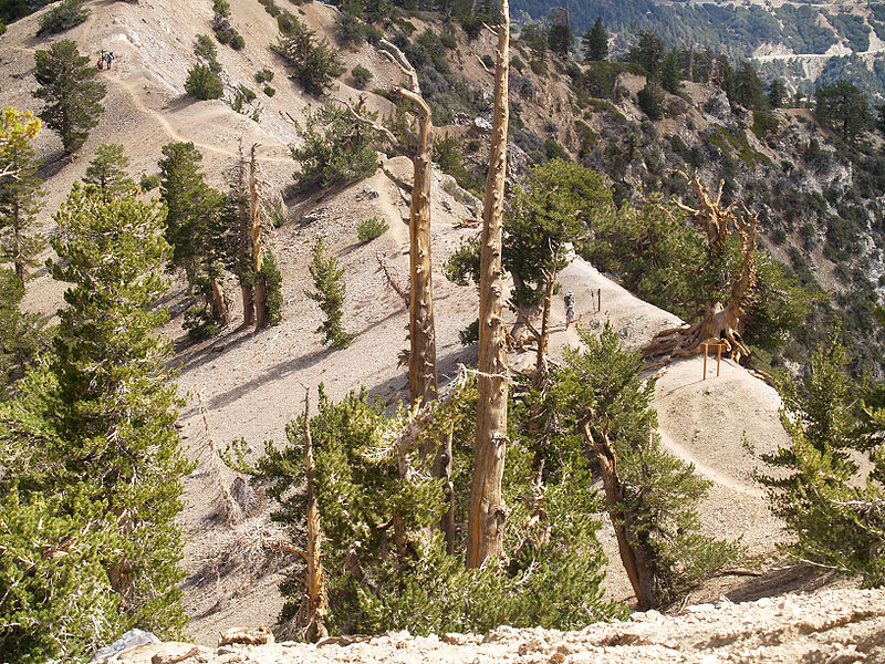 File:Pinus flexilis forest Mount Baden-Powell.jpg