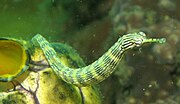 Thumbnail for Messmate pipefish