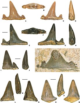 Зубы Planohybodus из юрских отложений Швейцарии