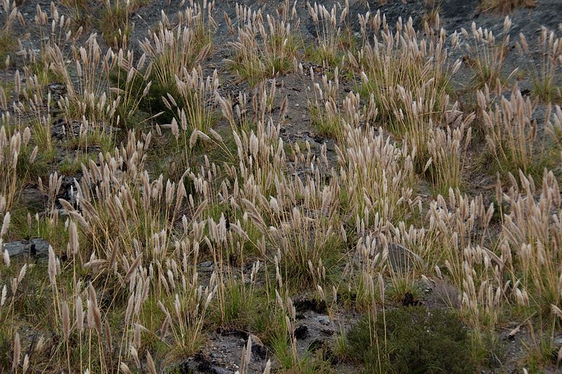 File:Plant next to California Highway One 2.jpg