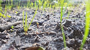 Plants growing in soil.jpg