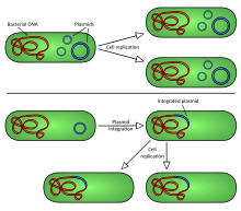 Plasmid Vector Plasmid replication (english).svg