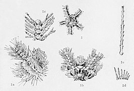 Ophiothrix picteti