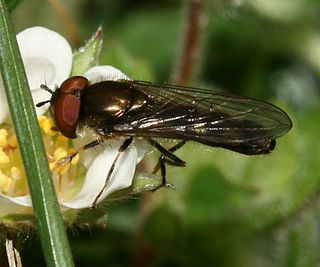 <i>Platycheirus albimanus</i> Species of fly