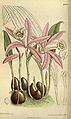 Pleione formosana (as syn. Pleione price) plate 8729 in: Curtis's Bot. Magazine (Orchidaceae), vol. 143, (1917)