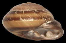 Pleurodonte josephinae shell.png