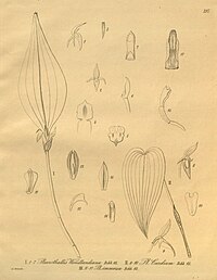 plate 297 I. Pleurothallis chloroleuca (as syn. Pleurothallis wendlandiana), II. Pleurothallis bivalvis (as syn. Pleurothallis cardium), III. Stelis immersa (as syn. Pleurothallis immersa)
