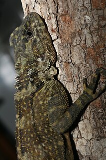 <i>Plica plica</i> Species of lizard