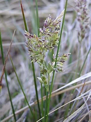 <i>Poa atropurpurea</i> Species of grass