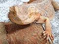 Pogona vitticeps Dragón barbudo