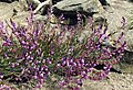 Polygala vulgaris