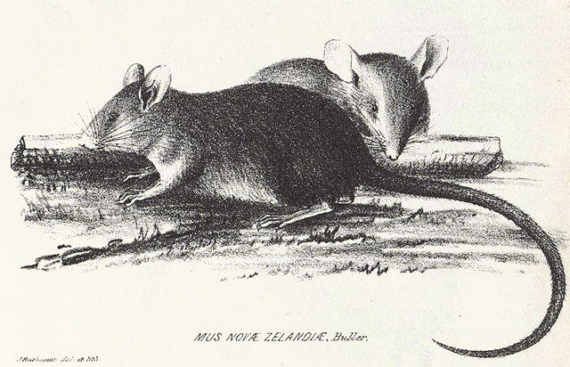 1870 illustration of Polynesian rats, referred to as Mus novæ zelandiæ.