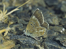 Polyommatus golgus - Ochrana přírody-001-073-g025.jpg