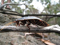 Polyzosteria limbata