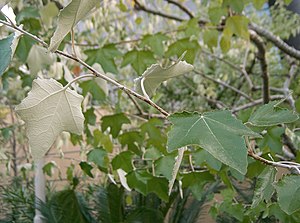 Тополь белый. Тополь Populus Alba. Populus Alba листья. Populus Alba Тополь белый. Тополь белый (Populus Alba) пирамидальный.