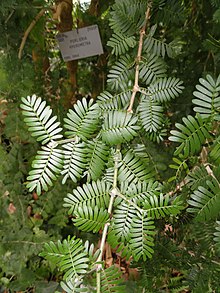 Porlieria hygrometra - باغ گیاه شناسی کپنهاگ - DSC07396.JPG