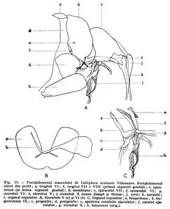 Postabdomen samca C. uralensis: A: z profilu: a: szósty tergit, b: zlane tergity siódmy i ósmy, c: epandrium, d: błona, e: siódma przetchlinka, f: szósta przetchlinka, g: szósty sternit, h: piąty sternit, i: dziesiąty sternit, j: przysadki odwłokowe, k: surstyli, l: narząd kopulacyjny. B: wygląd piątego (a) i szóstego (b) sternitu. C (narząd kopulacyjny): a: apodema fallusa, b: dziewiąte tergosternum, c: pregonit, d: postgonit, e: apodema przewodu wytryskowego, f: przewód wytryskowy, g: dziesiąte sternum, h: fallosoma