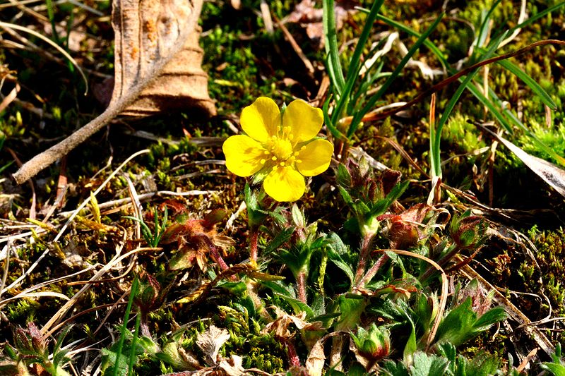 File:Potentilla reptans ENBLA09.jpg