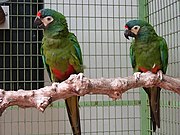 Um papagaio verde com rosto branco, testa azul e vermelha, asas com pontas azuis e parte inferior vermelha