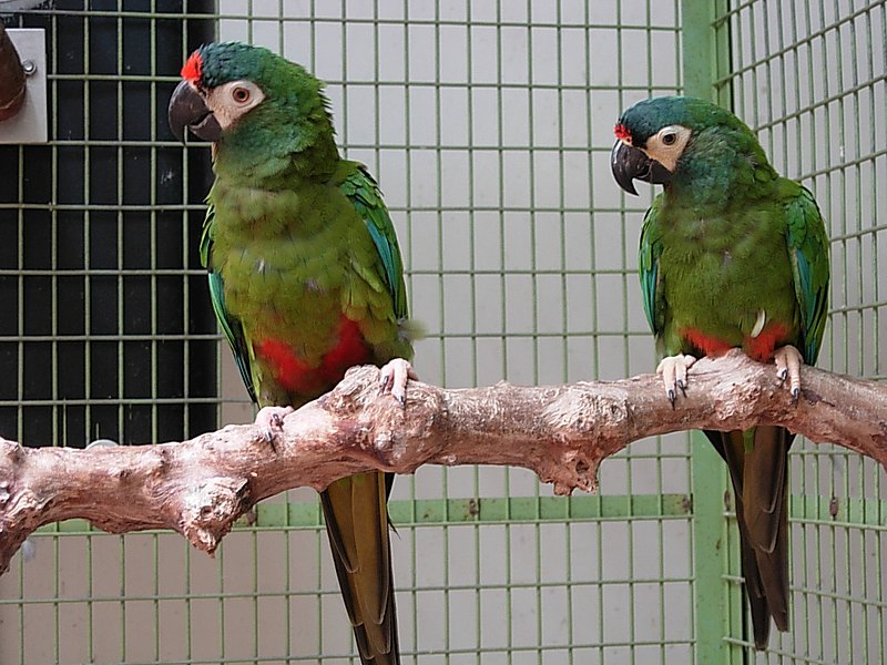 File:Primolius maracana -two captive-8a.jpg