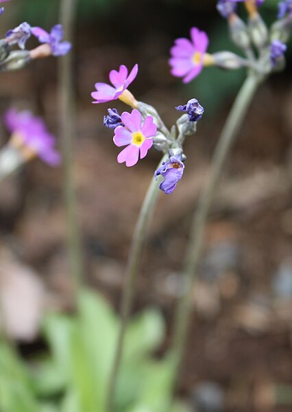 File:Primula scandinavica Norjanesikko C IMG 4112.JPG