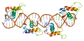 Protein RXRG PDB 1by4.png