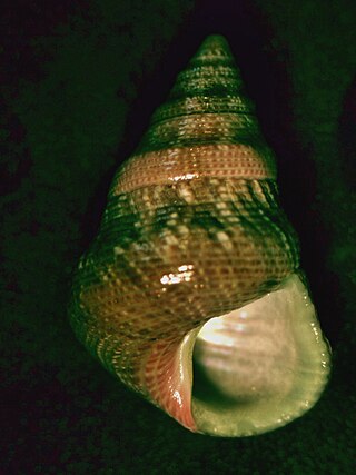 <i>Prothalotia</i> Genus of gastropods