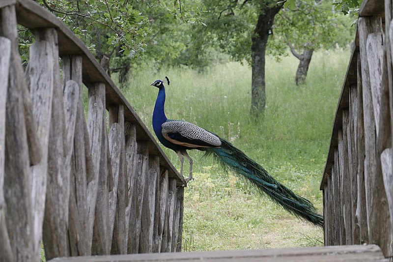 File:Proud bird.jpg