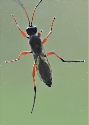 A Pseudoamblyteles_homocerus.jpg kép leírása.