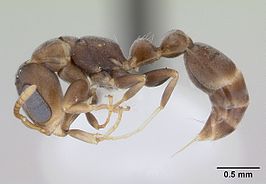 Pseudomyrmex elongatus