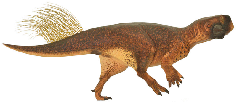 File:Psittacosaurus (Vinther et al. 2016, cropped).png