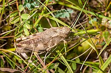 Female Psophus stridulus-pjt2.jpg