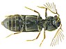 Ptilinus pectinicornis under.jpg