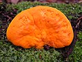 Pycnoporus coccineus