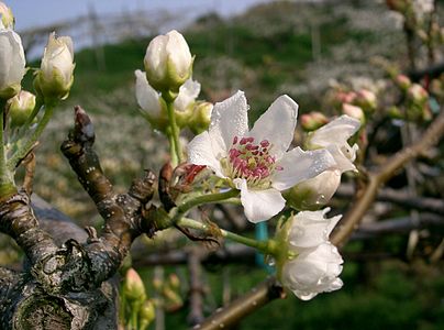 Pyrus pyrifolia var culta (nom'd for VI and QI, but did not take photo)