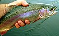 Rainbow trout in hand.JPG