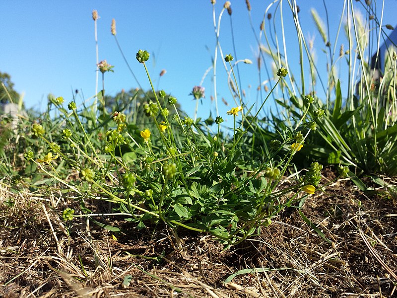 File:Ranunculus sardous subsp. sardous sl3.jpg