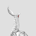 Animació amb el crani eliminat (excepte l'os occipital)
