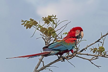 Red-and-green macaw (Ara chloropterus) juvenile