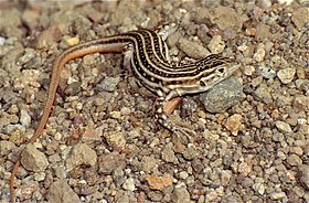 Red-tailed Spiny-footed Lizard (Acanthodactylus erythrurus) (36541577786).jpg