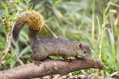 Red-tailed squirrel (Sciurus granatensis chrysuros) male